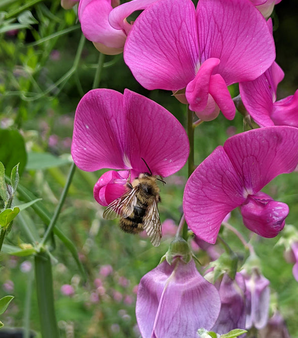 purple flowers with bee